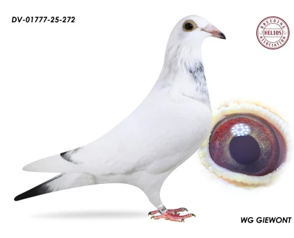 ZG HELIOS DV-01777-25-272 