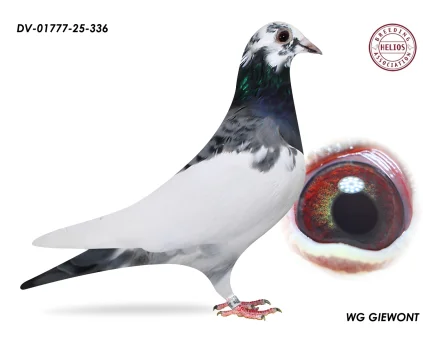 ZG HELIOS DV-01777-25-336