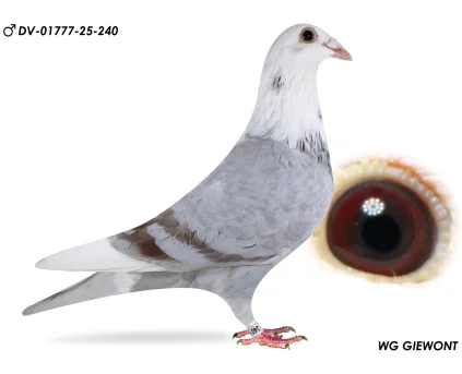 ZG HELIOS dv-01777-25-240