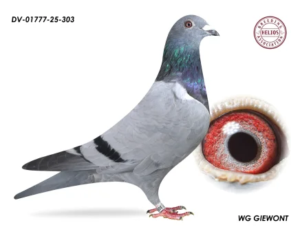 ZG HELIOS DV-01777-25-303