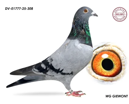 ZG HELIOS DV-01777-25-308