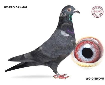 ZG HELIOS DV-01777-25-328