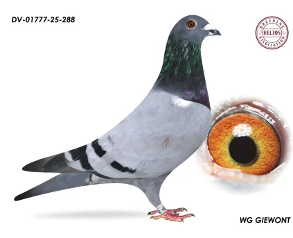 ZG HELIOS DV-01777-25-288