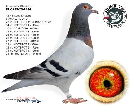 43m./finał Koralewicz Stanisław PL-0289-25-7434