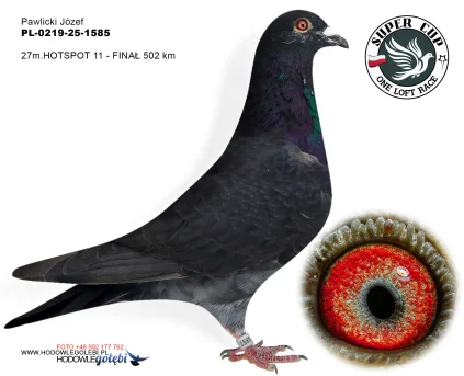 27m./finał Pawlicki Józef PL-0219-25-1585