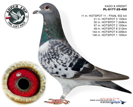 11m./finał KADO & KREMIT PL-0177-25-400