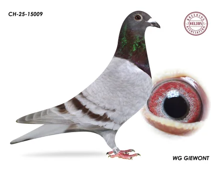 ZG HELIOS CH-25-15009