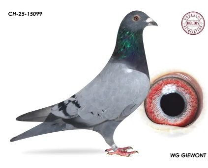 ZG HELIOS CH-25-15099