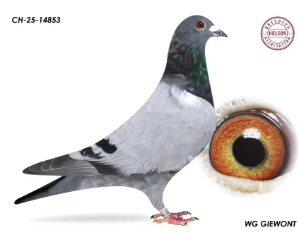 ZG HELIOS CH-25-14853