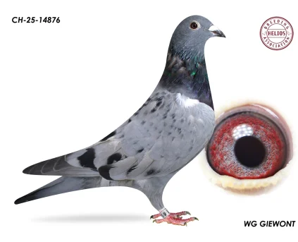 ZG HELIOS CH-25-14876