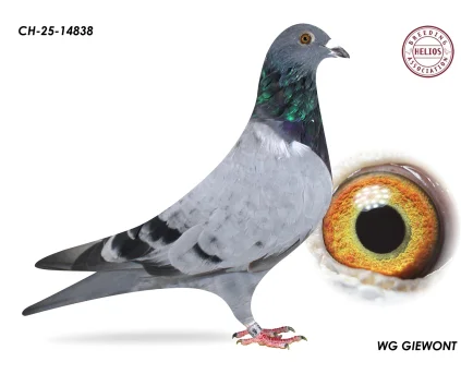 ZG HELIOS CH-25-14838