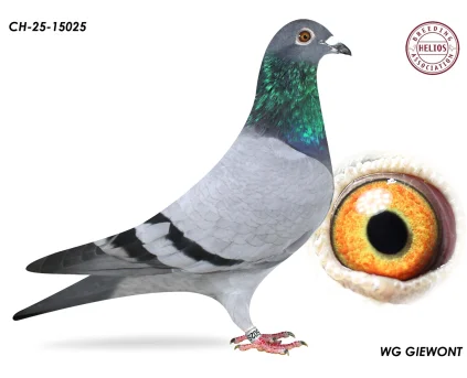 ZG HELIOS CH-25-15025