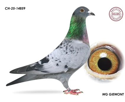 ZG HELIOS CH-25-14859