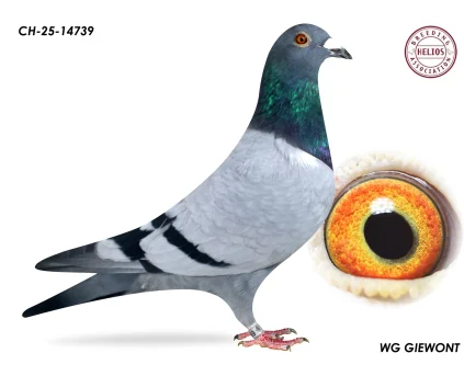 ZG HELIOS CH-25-14739