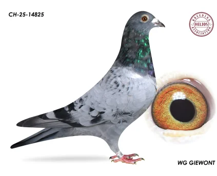 ZG HELIOS CH-25-14825