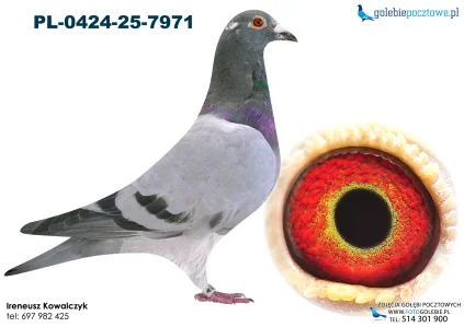 Inbred Porsche PL-0424-25-7971