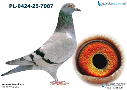 Inbred x Olimpijka x New Remy PL-0424-25-7987