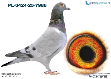 Linia Olimpijki PL-0424-25-7986