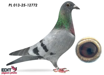 MMW Family PL- 013-25-12772