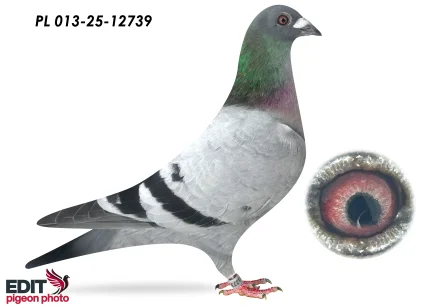 MMW Family PL -013-25-12739