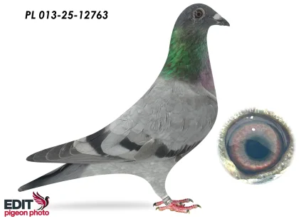 MMW Family PL- 013-25-12763