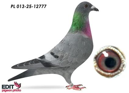 MMW Family PL- 013-25-12777