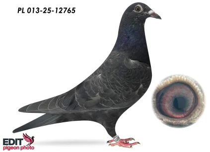 MMW Family PL- 013-25-12765