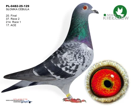 20m./finał / SŁOMKA CEBULA PL-0482-25-129