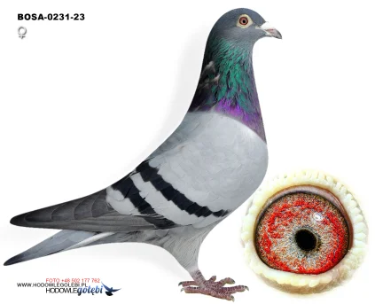 1Asx1Finał Maziarz Racing Team PL-0231-23-Bosy BOSA-0231-23