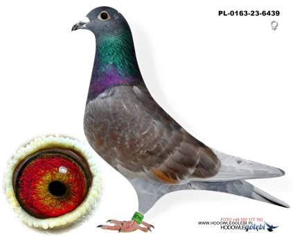 Kruger 439  PL-0163-23-6439