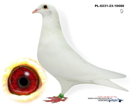 DELBAR Maziarz  PL-0231-23-10060