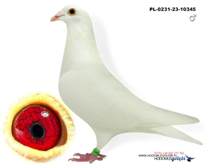 DELBAR Maziarz PL-0231-23-10345