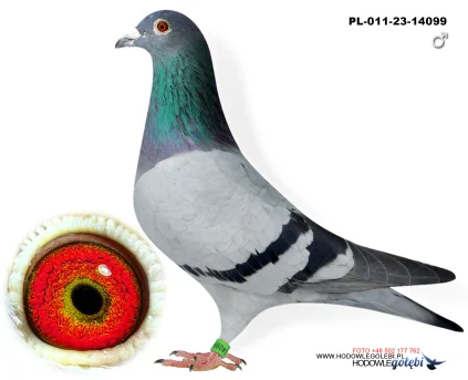 TOP AARDEN PL-011-23-14099