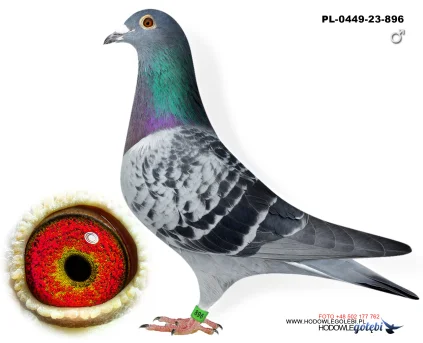 Wnuk Porsche 911,  PL-0449-23-896