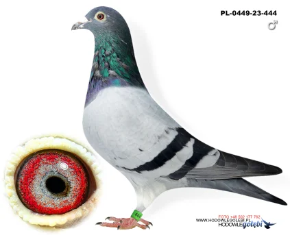 Syn Blue Omega  PL-0449-23-444