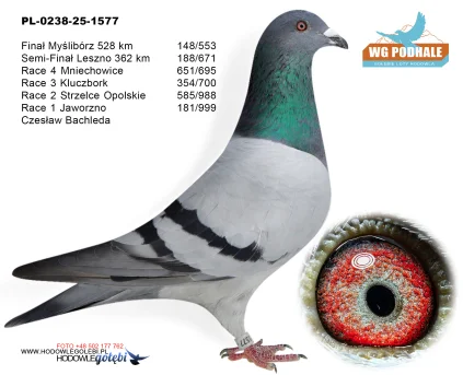 148 m./ finał Czesław Bachleda PL-0238-25-1577