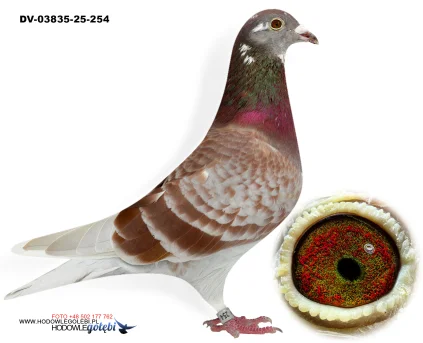 KLAUS SCHMELZER DV-03835-25-254 W