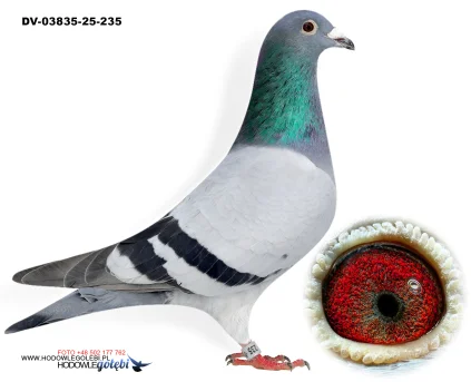 KLAUS SCHMELZER DV-03835-25-235