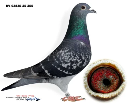 KLAUS SCHMELZER DV-03835-25-255 W