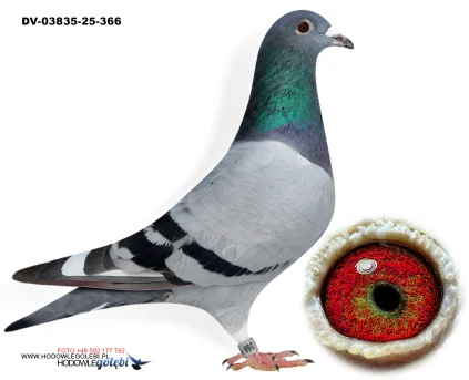 KLAUS SCHMELZER  DV-03835-25-366 W