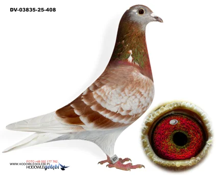 KLAUS SCHMELZER DV-03835-25-408 W