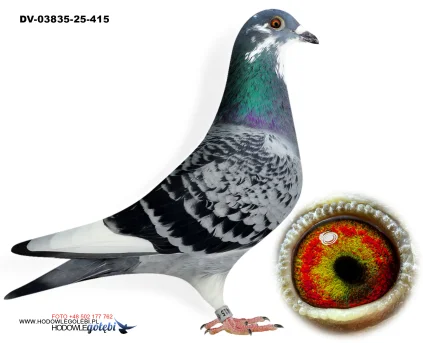 KLAUS SCHMELZER DV-03835-25-415 W