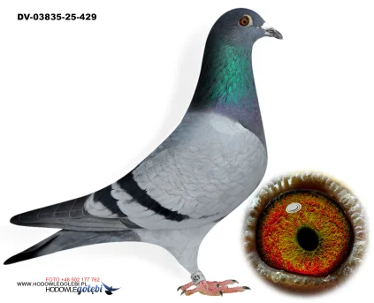 KLAUS SCHMELZER DV-03835-25-429 W