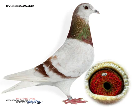 KLAUS SCHMELZER DV-03835-25-442 W