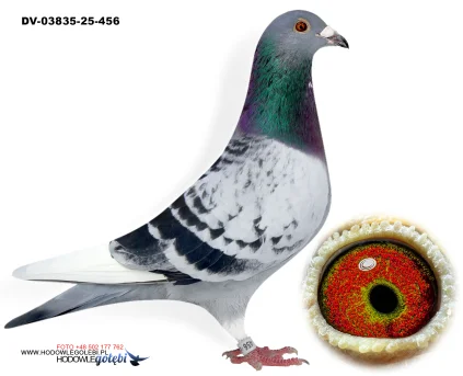 KLAUS SCHMELZER DV-03835-25-456 V