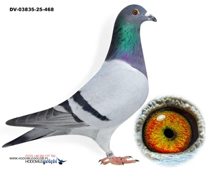 KLAUS SCHMELZER DV-03835-25-468 V