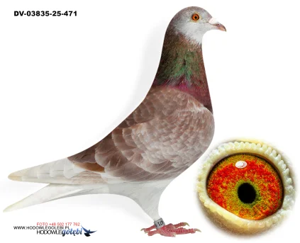 KLAUS SCHMELZER DV-03835-25-471 V