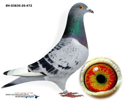 KLAUS SCHMELZER DV-03835-25-472 W