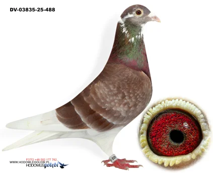 KLAUS SCHMELZER DV-03835-25-488 V