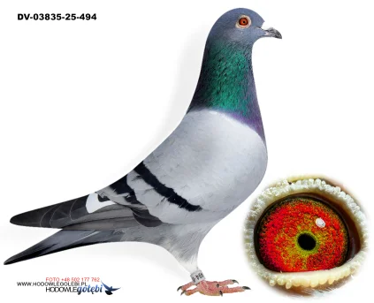 KLAUS SCHMELZER DV-03835-25-494 V